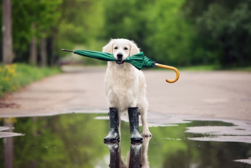 4 tips para pasear a tu perro en época de lluvia - Gespetfood