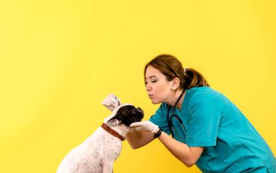 The best natural snacks for dogs