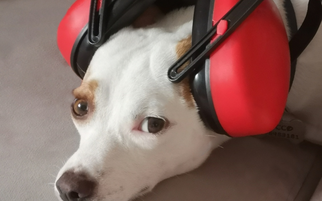 10 tips to follow during the holiday season if you have dogs