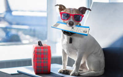 5 tips for traveling on an airplane with your dog