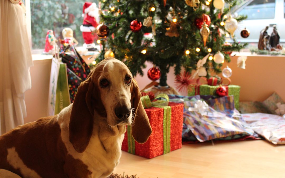 7 things to watch out for with our dog at Christmas time