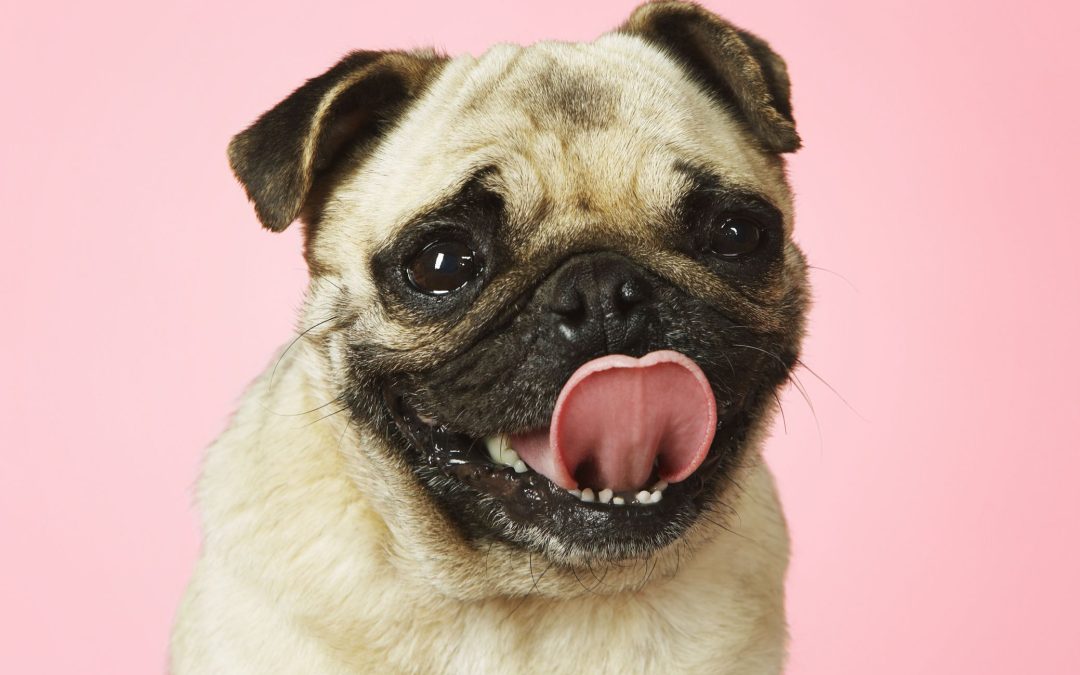 What treat should I give my dog according to his age?