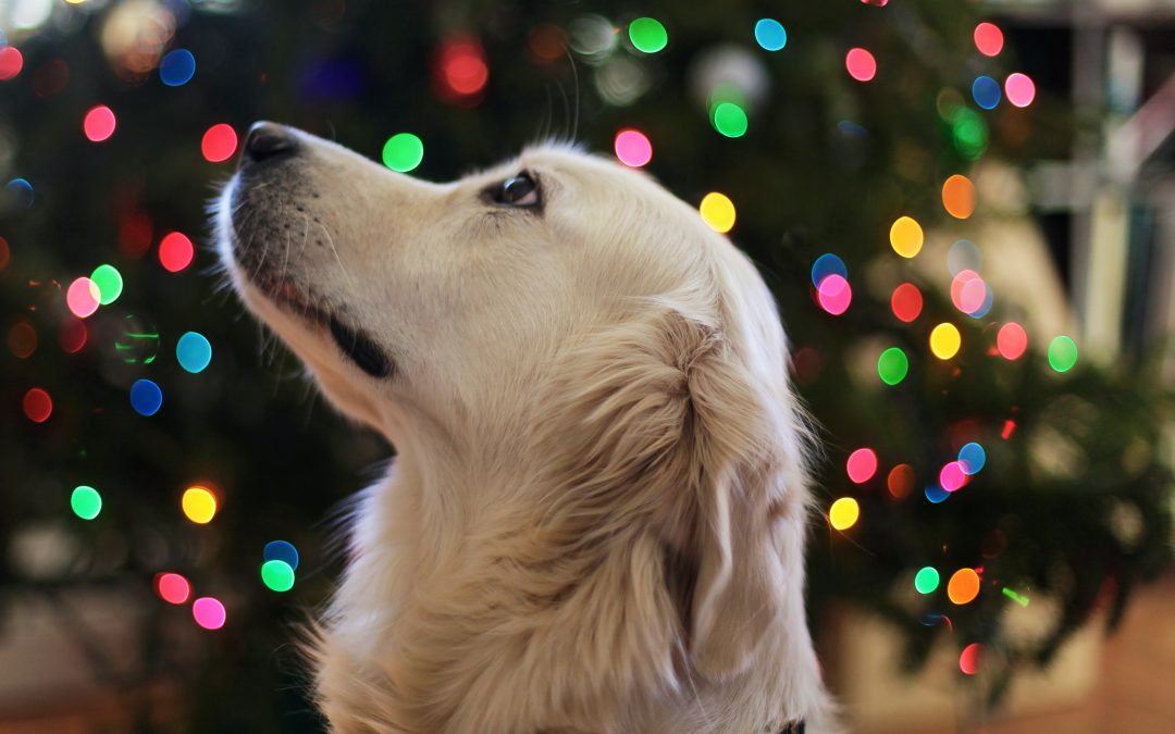 Make your Christmas tree dog-approved