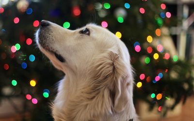 Make your Christmas tree dog-approved