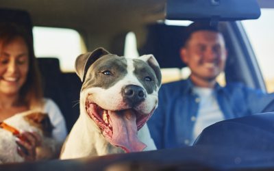 Recommendations for traveling with your dog by car