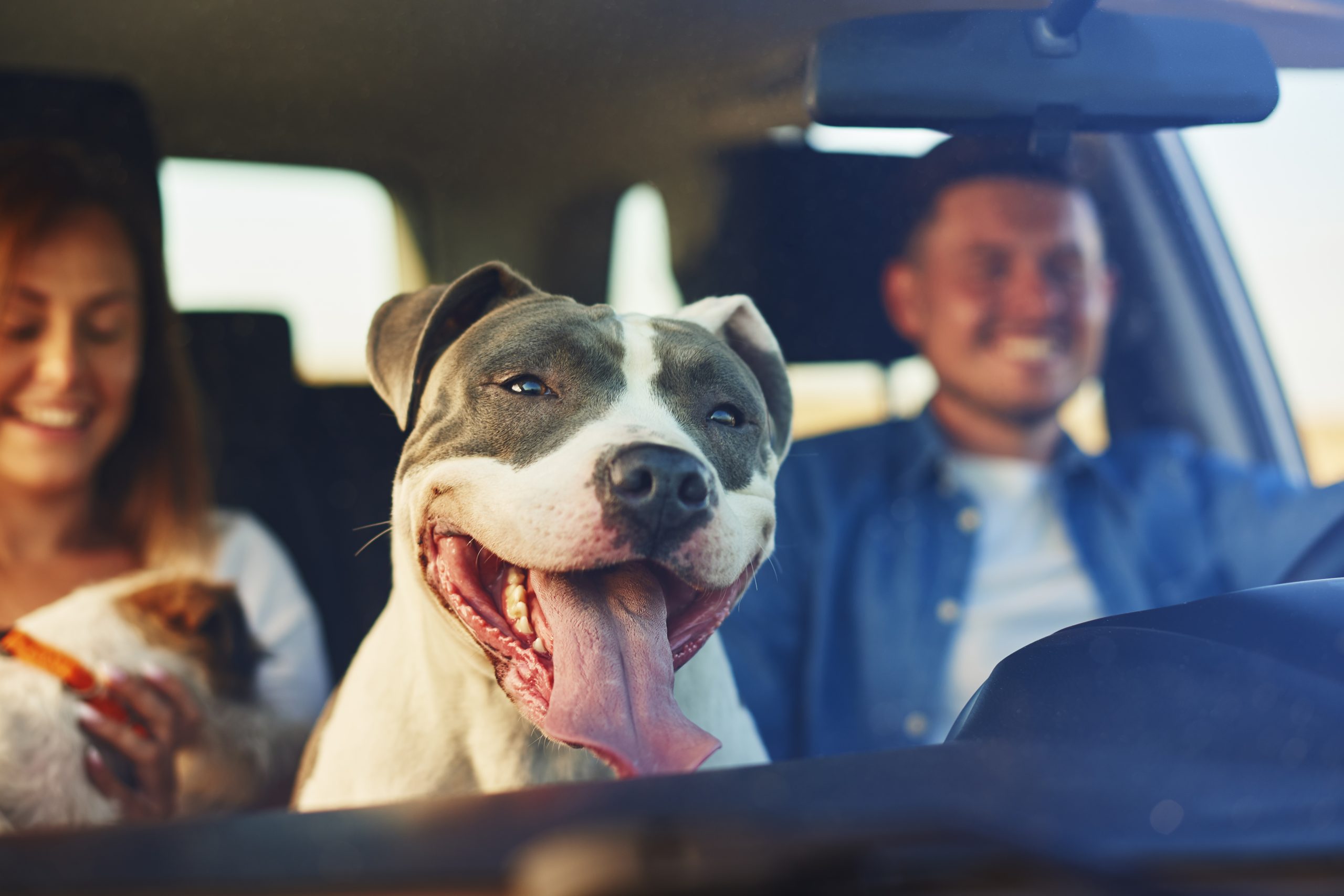 Happy dog as passenger in car