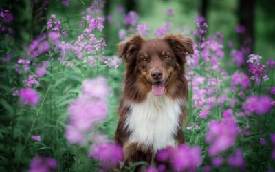 Spring is here! Let’s take care of our dogs.