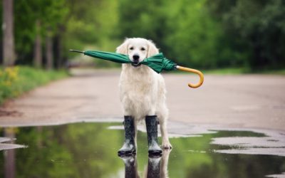 4 tips for walking your dog in the rainy season