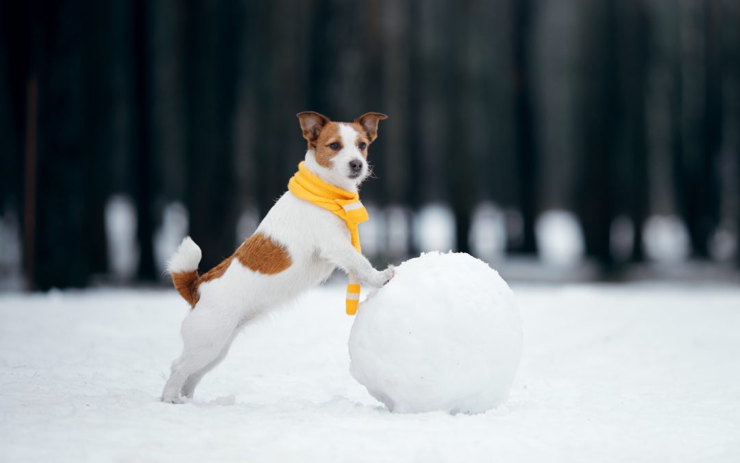 How to take care of your dog in winter?
