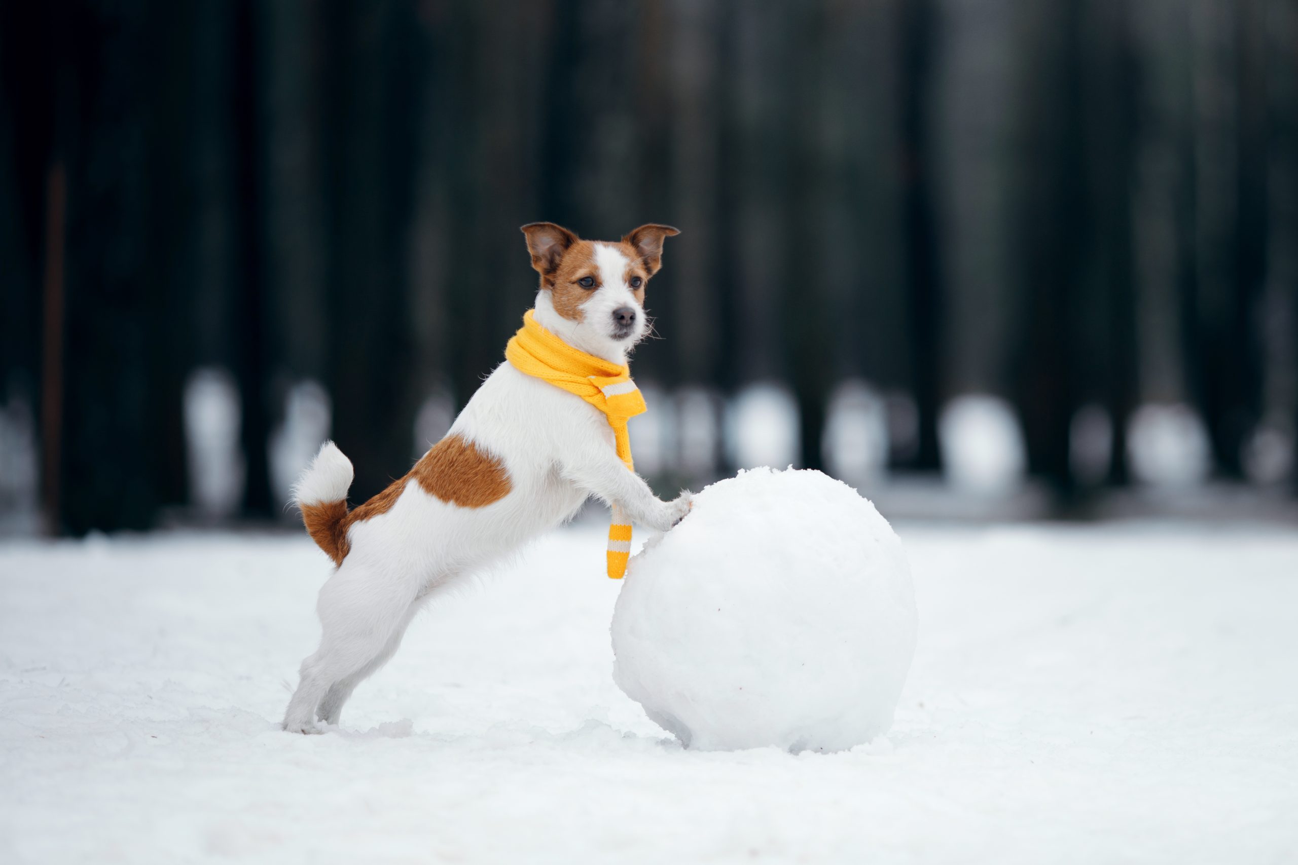 Dog,In,Snowy,Winter,Makes,A,Snowman.,Jack,Russell,Terrier