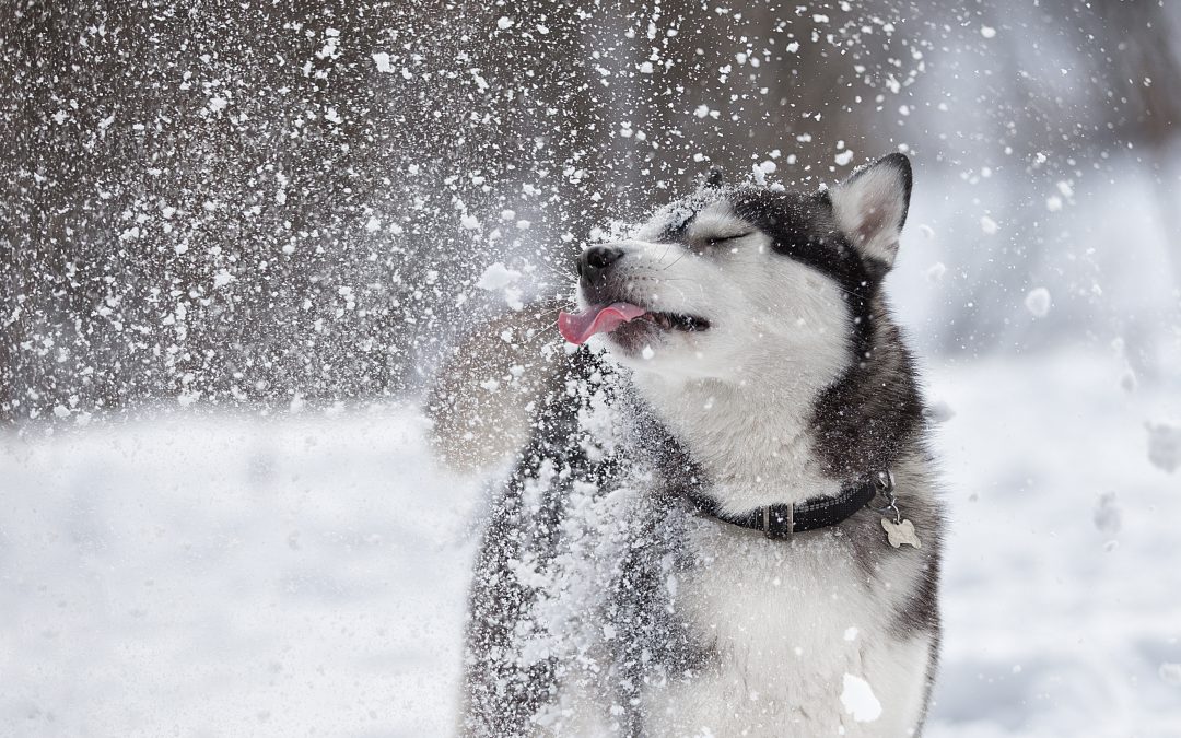 Prevent your dog from eating snow