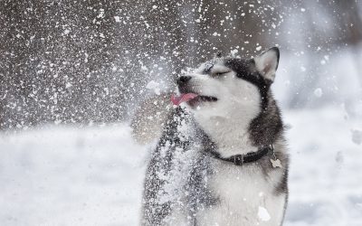 Prevent your dog from eating snow