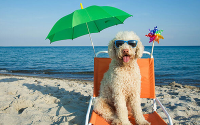 Want to take your dog to the beach?