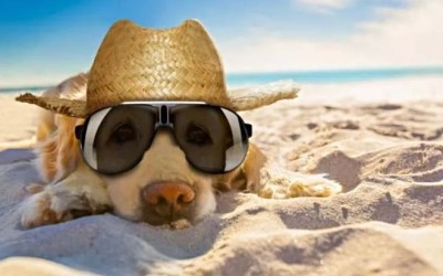 Rules to know if you are going to take your dog to the beach