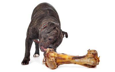 Hypoallergenic dog treats