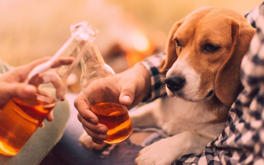 What happens if my dog ingests alcohol?