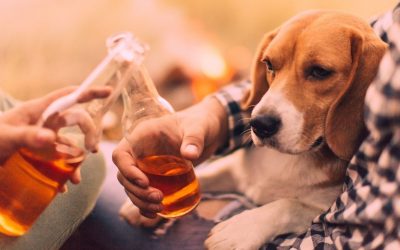 What happens if my dog ingests alcohol?