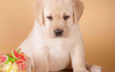 Can dogs eat treats?