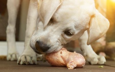 Is the BARF diet good for dogs?