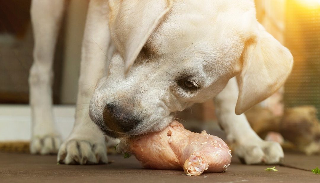 Benefits of the BARF diet for dogs