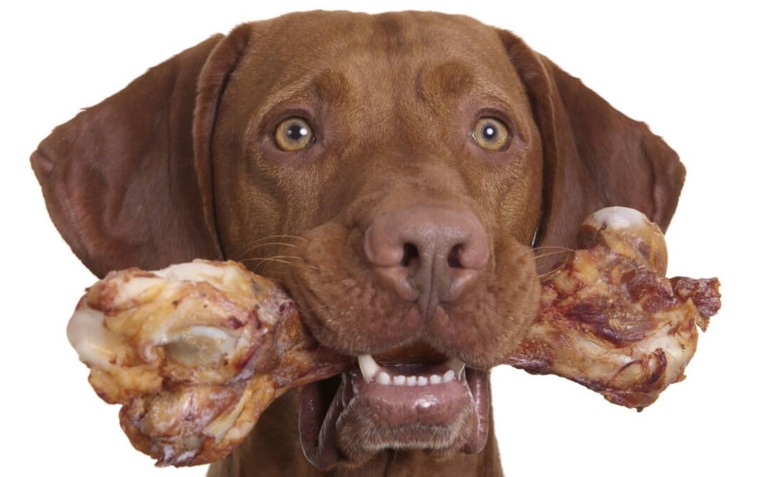 Dieta BARF para perros