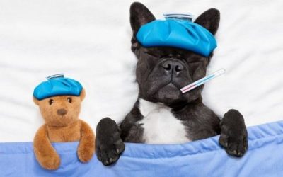 10 forbidden foods for dogs