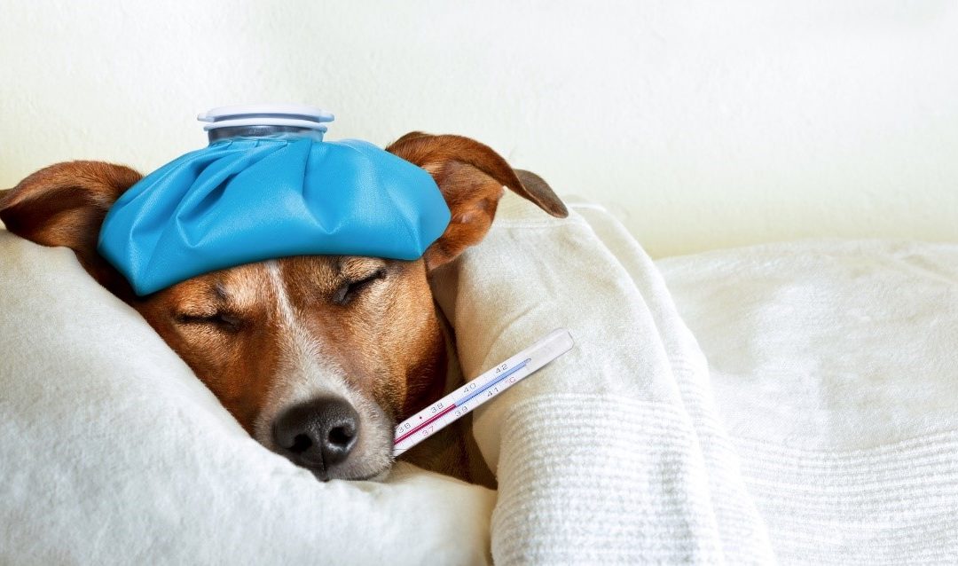How to prevent fall diseases