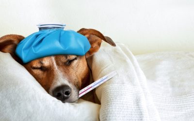 How to prevent fall diseases