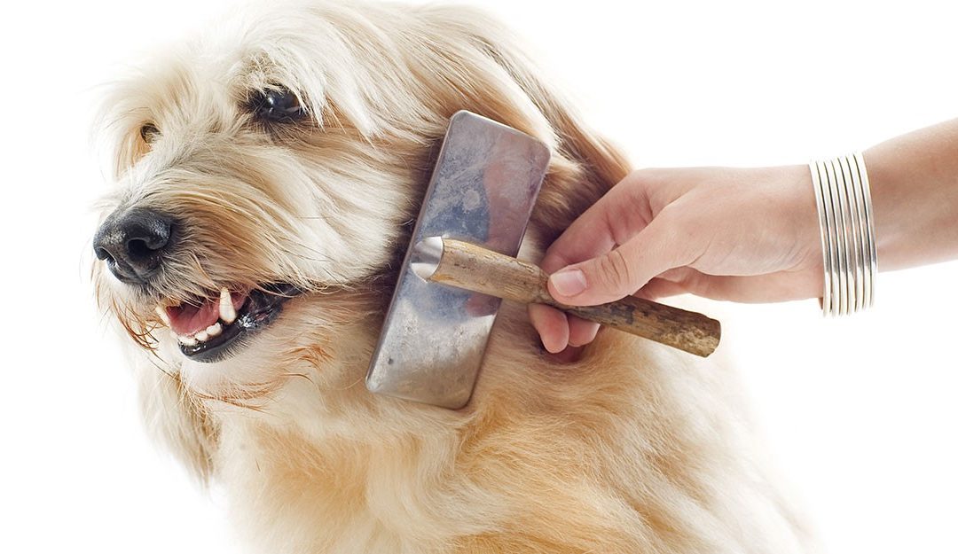 Brush it and take care of its skin in autumn.