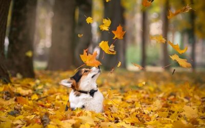 Basic care for your dog in autumn
