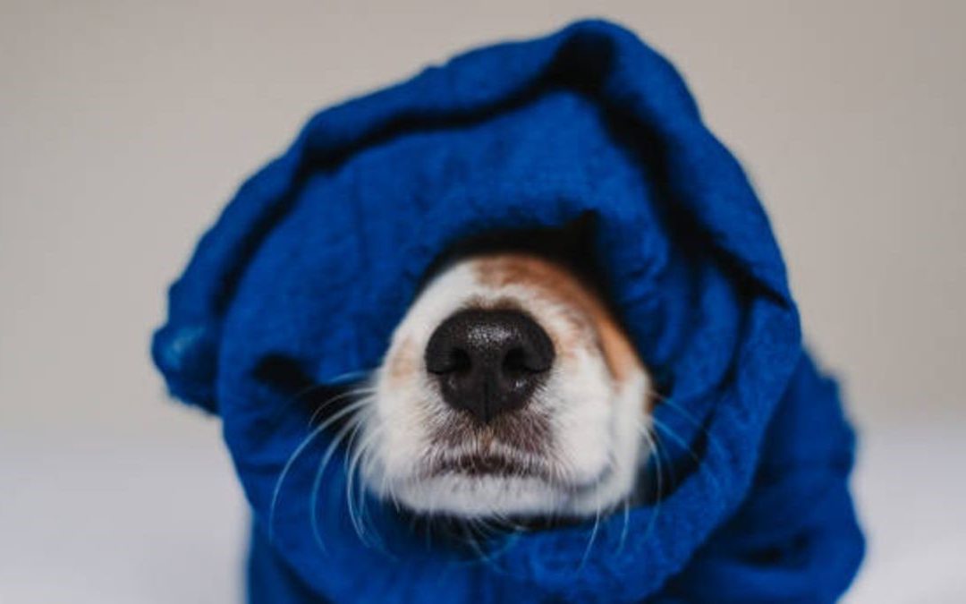 How do I know if my dog is cold?