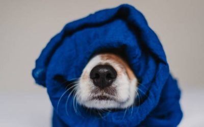 ¿Como saber si mi perro tiene frío?