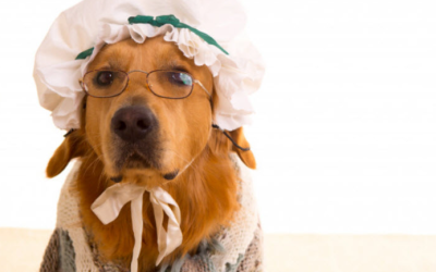 ¿Tienes un perro mayor y llegó el invierno?