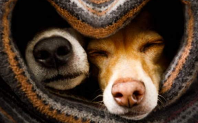 ¿Qué perros sufren más en invierno?