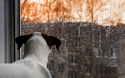 7 Consejos para sacar a pasear a tu perro en día de lluvia
