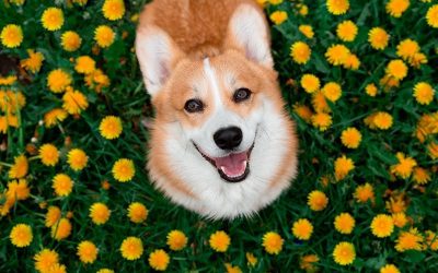 Alergias de primavera en los perros