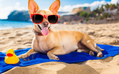 9 Tips para refrescar tu perro en verano