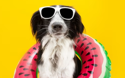 10 maneras de mantener saludable a tu perro en verano