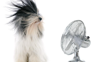 Como cuidar a tu perro en el calor
