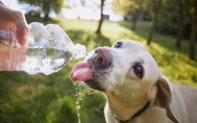 Como hidratar a un perro correctamente