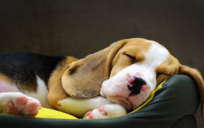 ¿Cúantas horas duerme un perro?