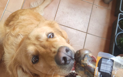 ¿Por qué incluir snacks naturales en la dieta de tu perro?