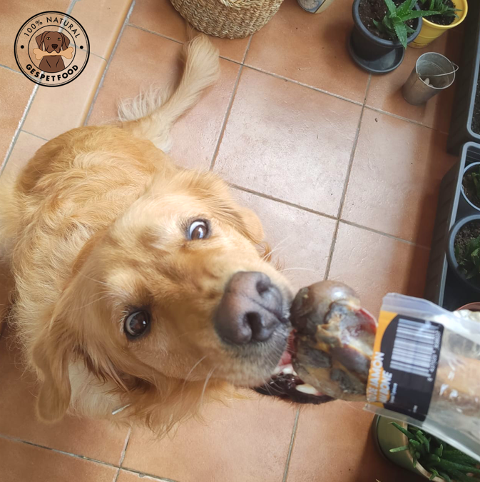 ¿Por qué incluir snacks naturales en la dieta de tu perro?