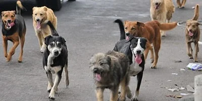 ¿Cómo ayudar a los perros en la Dana?