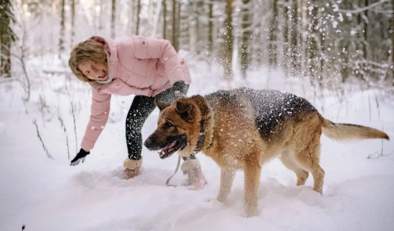 Cómo afecta el invierno a la salud de tu perro: Consejos para cuidarlo