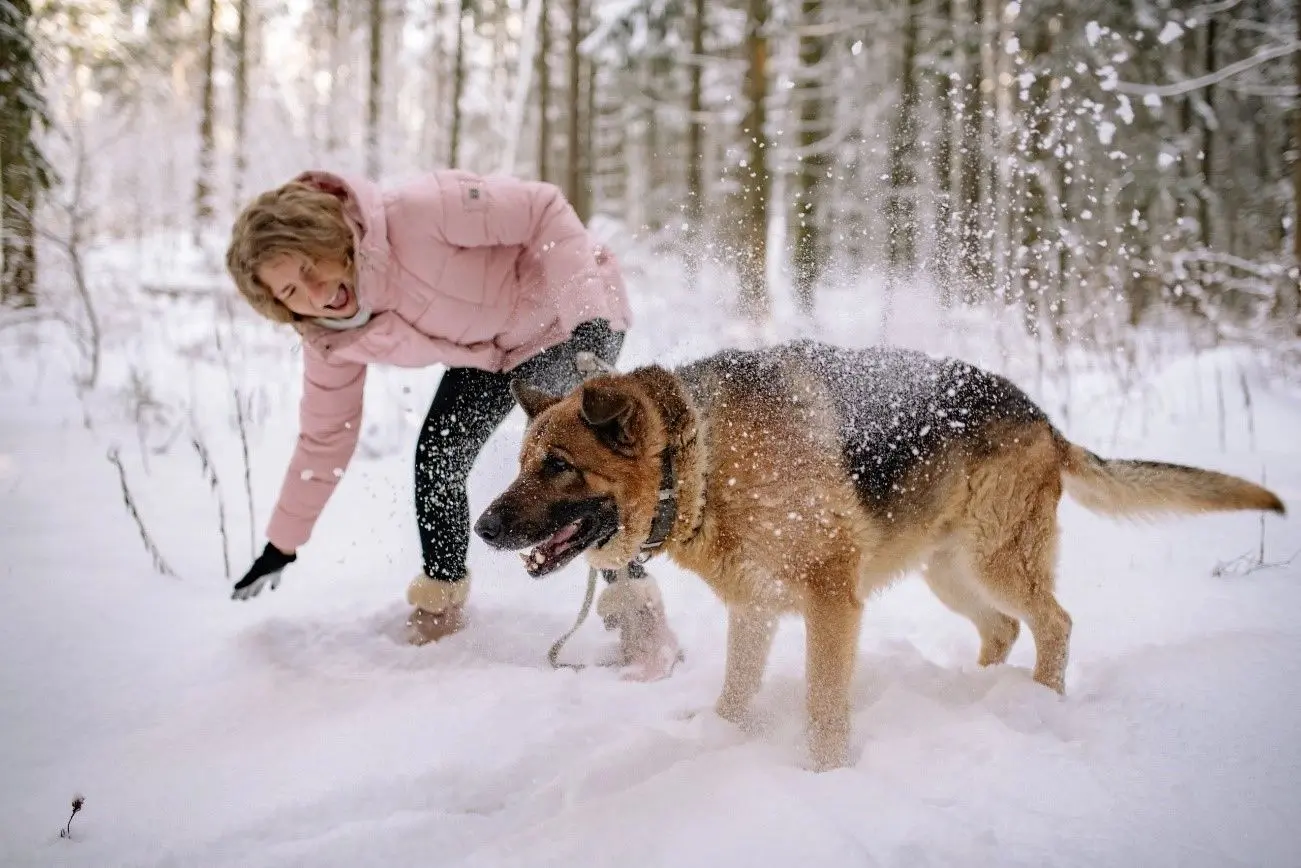 Cómo afecta el invierno a la salud de tu perro: Consejos para cuidarlo Cómo afecta el invierno a la salud de tu perro: Consejos para cuidarlo