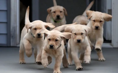 Cómo mantener a tu perro feliz y saludable durante todo el año