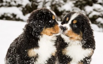 Invierno y perros: Cómo asegurarte de que tu mascota está cómoda y segura