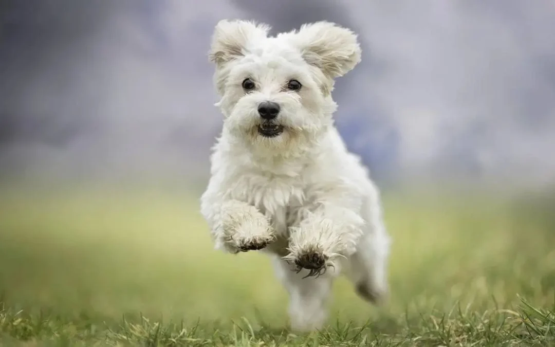 La importancia de la alimentación natural para tu perro