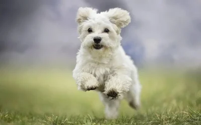 La importancia de la alimentación natural para tu perro